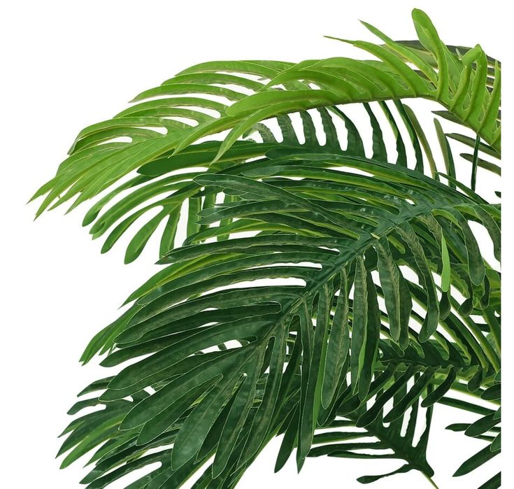 cycas tree