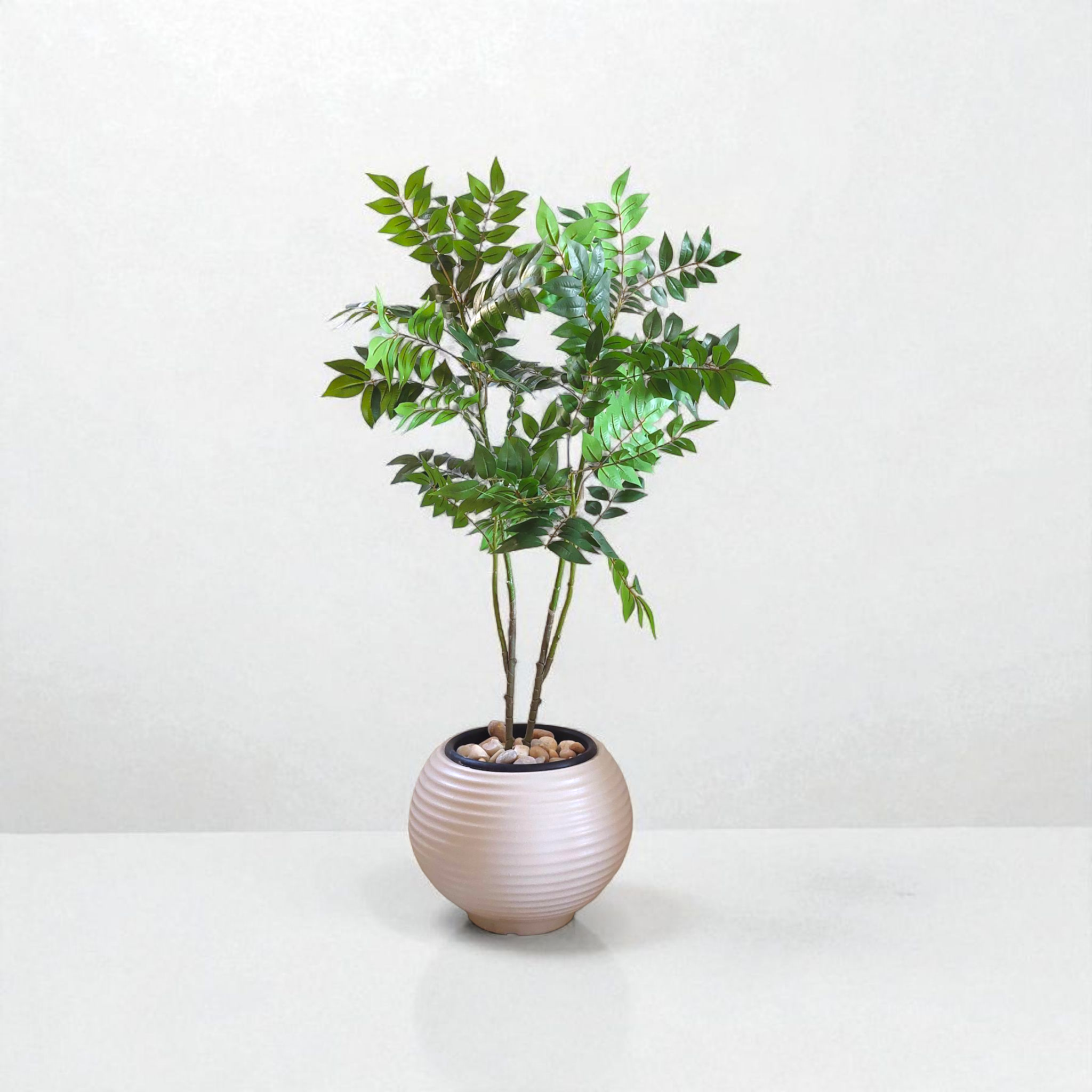 Benjamin tree 4 branches | with Showa beige bot