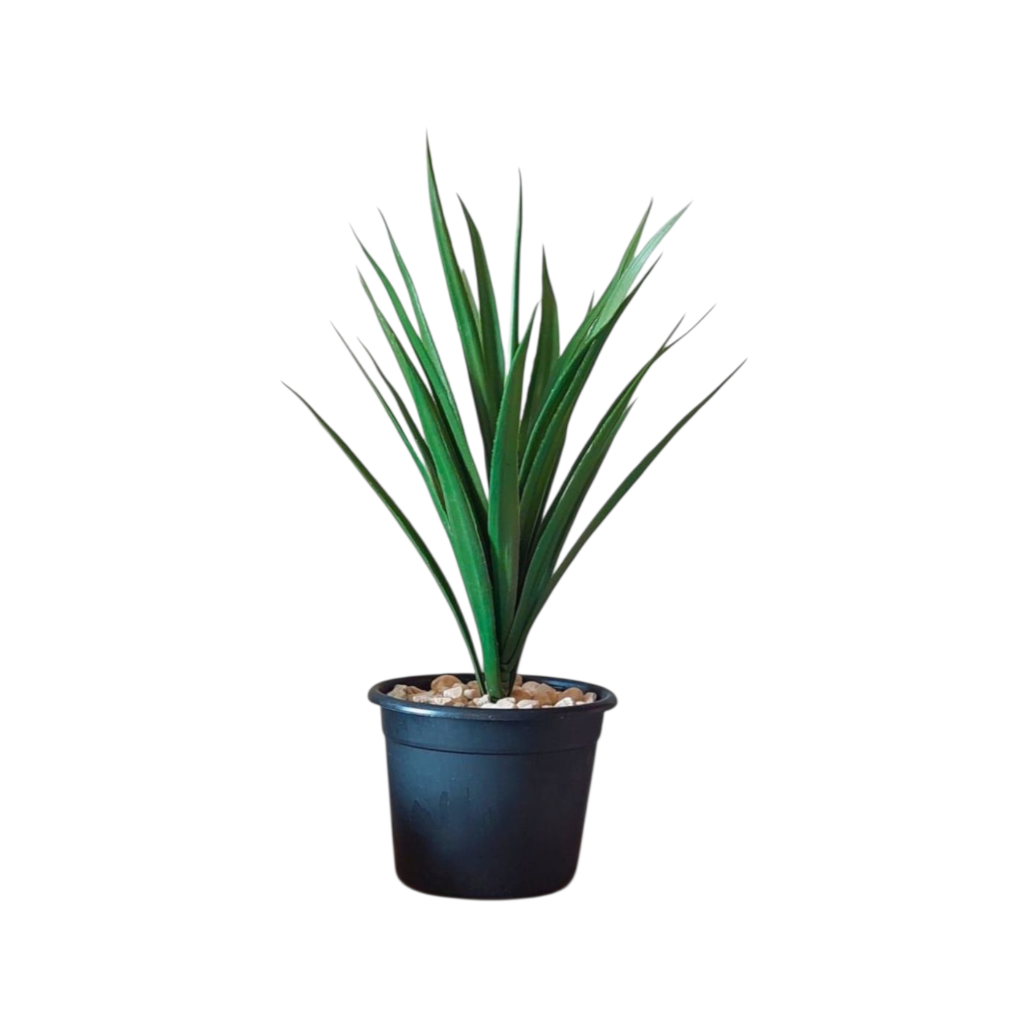 Cactus vase
