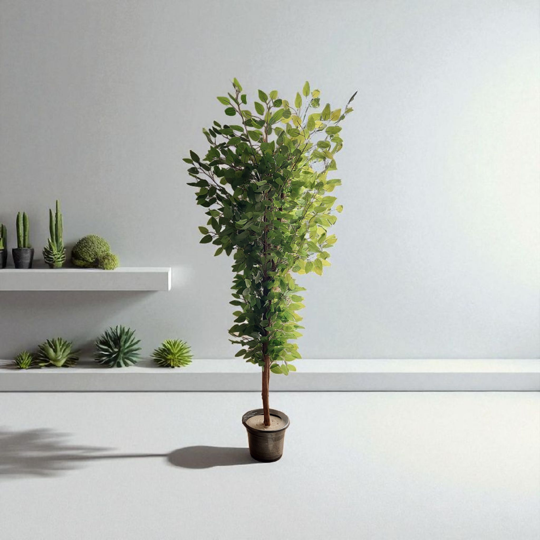 Benjamin tree 3 trunks