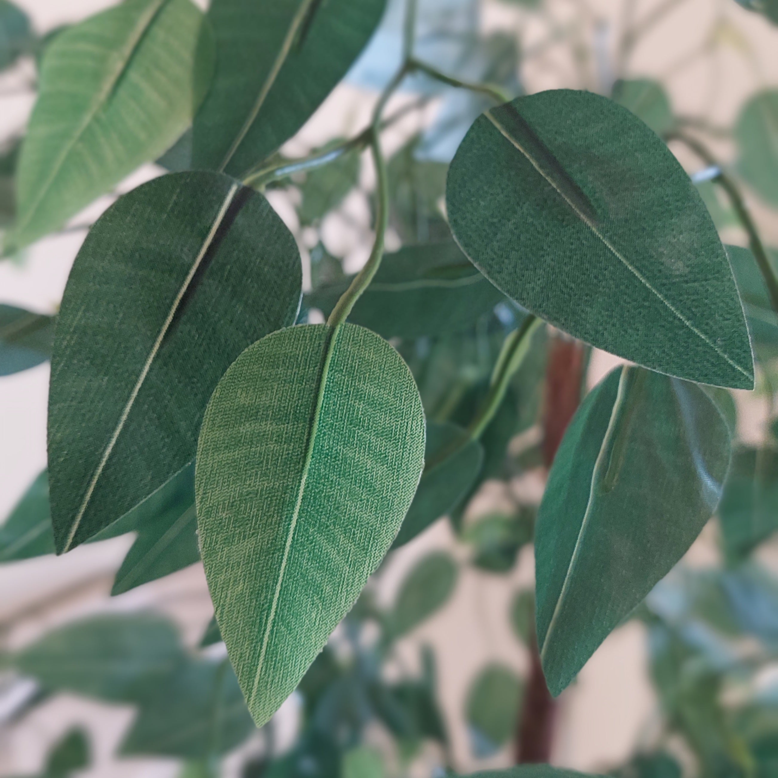 Benjamina tree