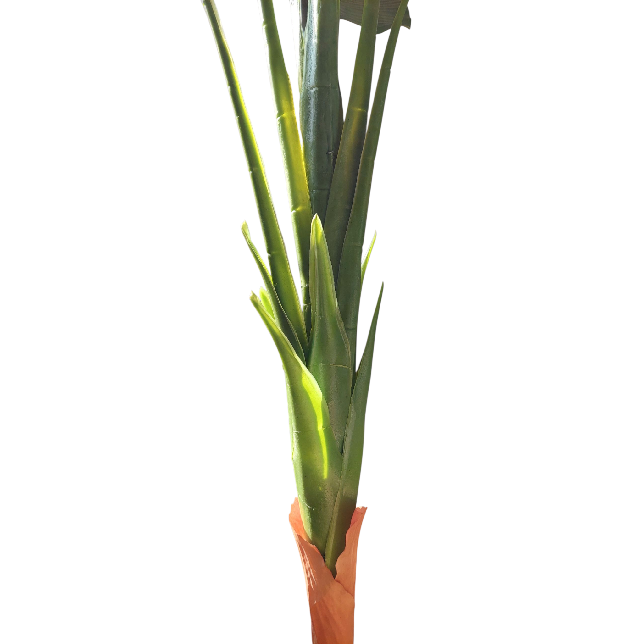 8-leaf banana tree