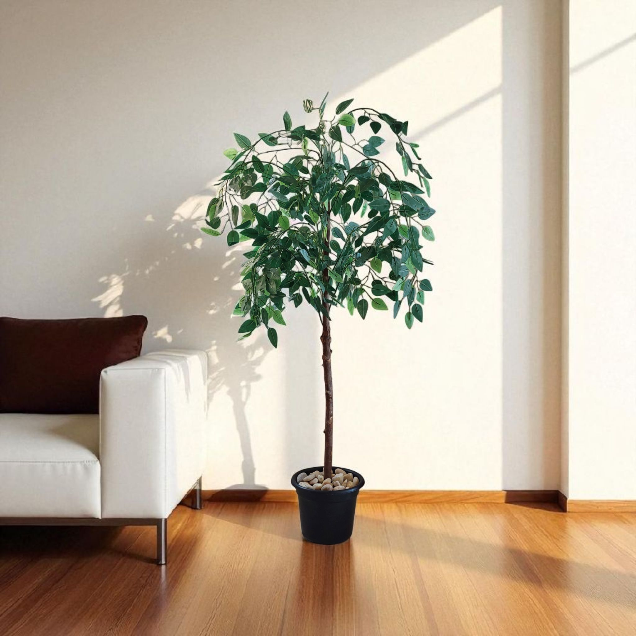 Benjamina tree