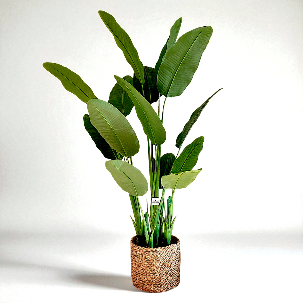 13-leaf banana tree | With wicker boots