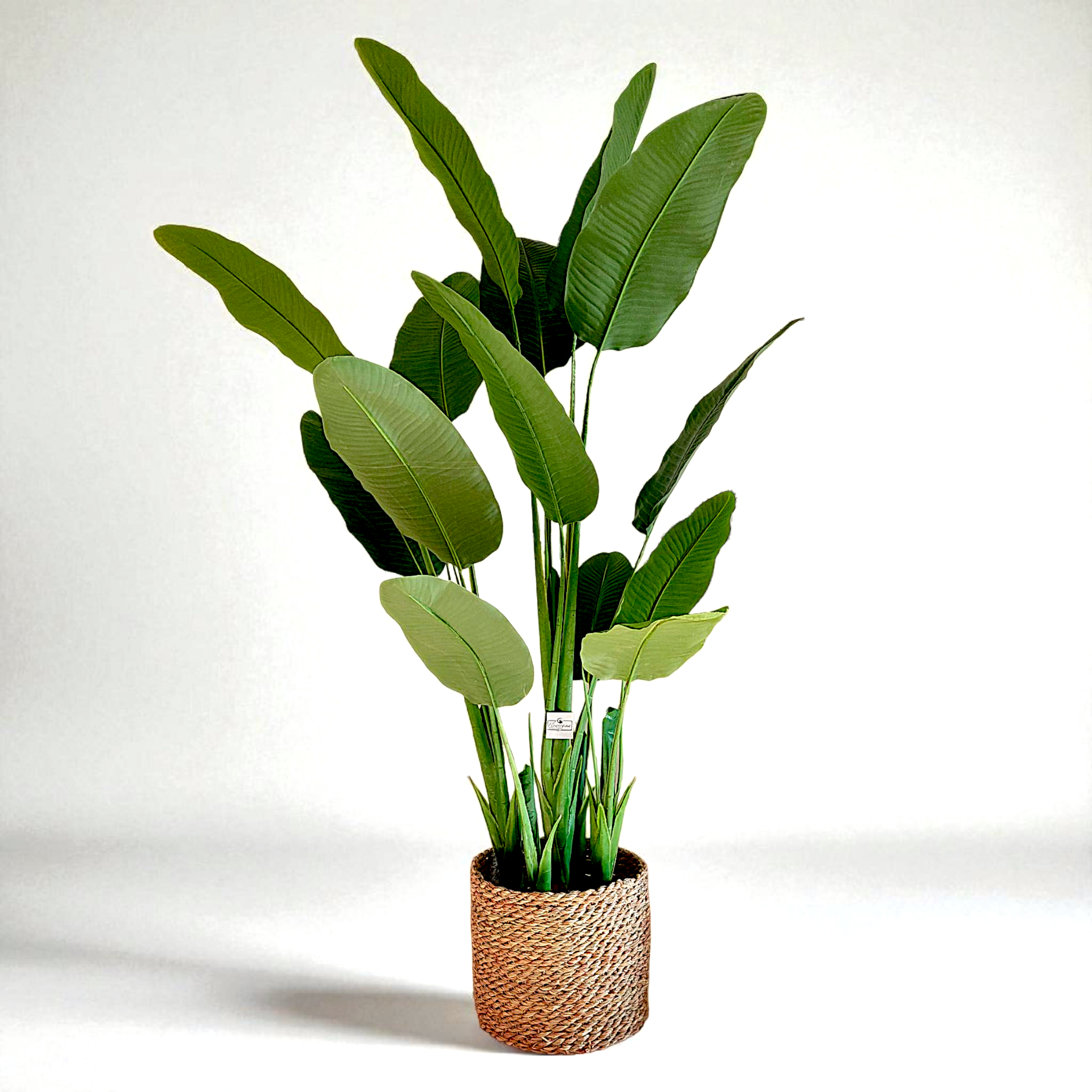 13-leaf banana tree | With wicker boots