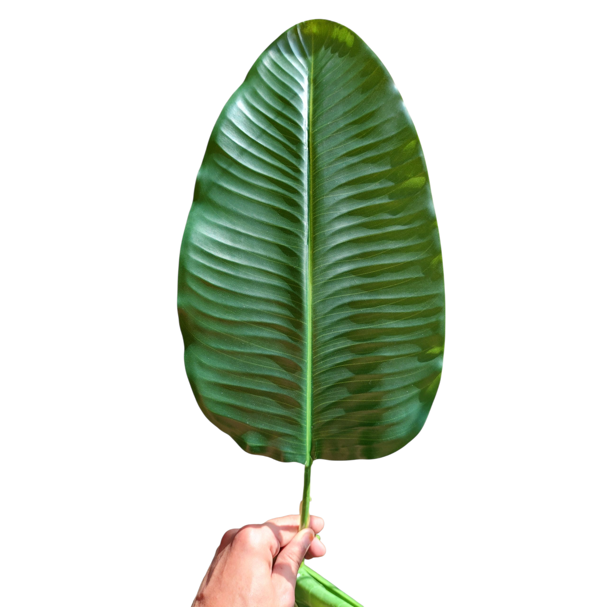 9-branch banana tree