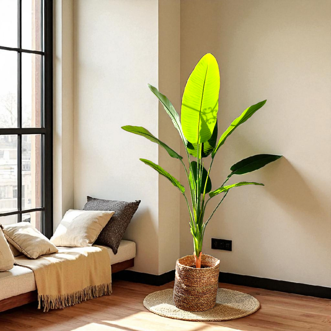 8-leaf banana tree