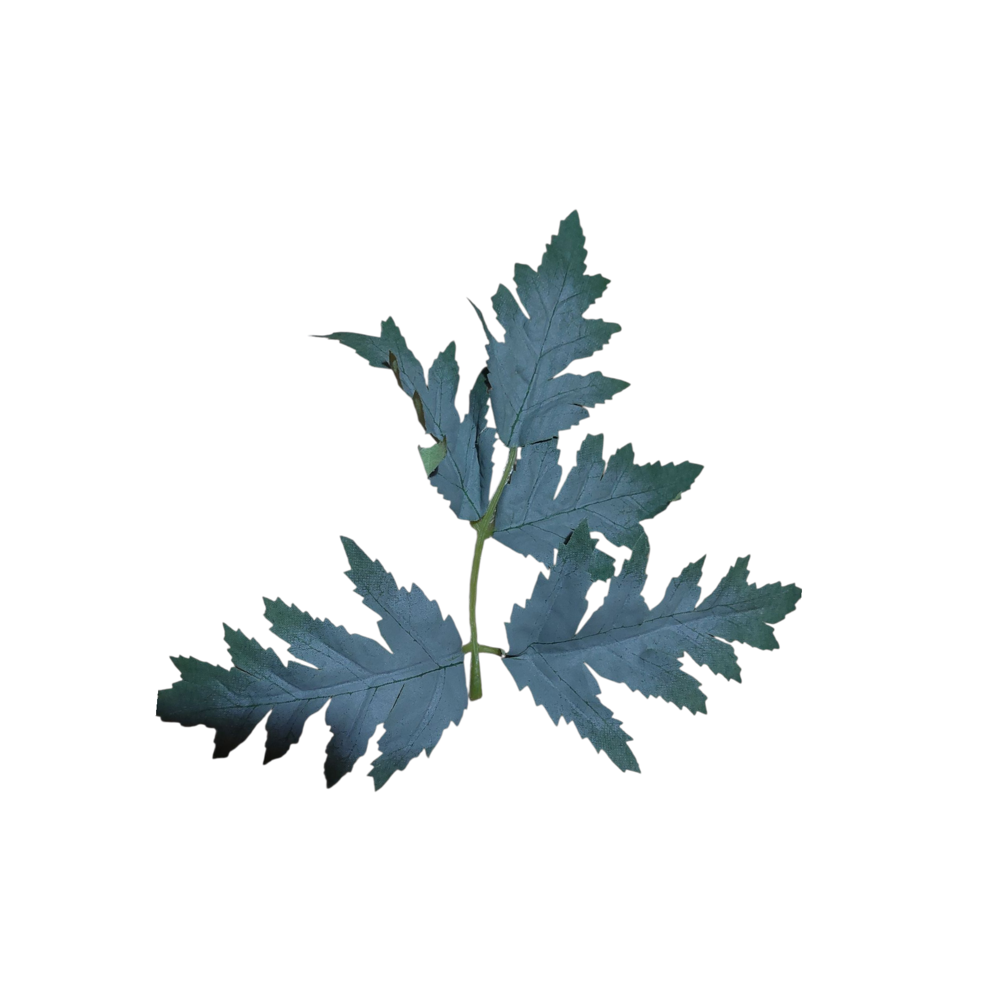 castor bean tree