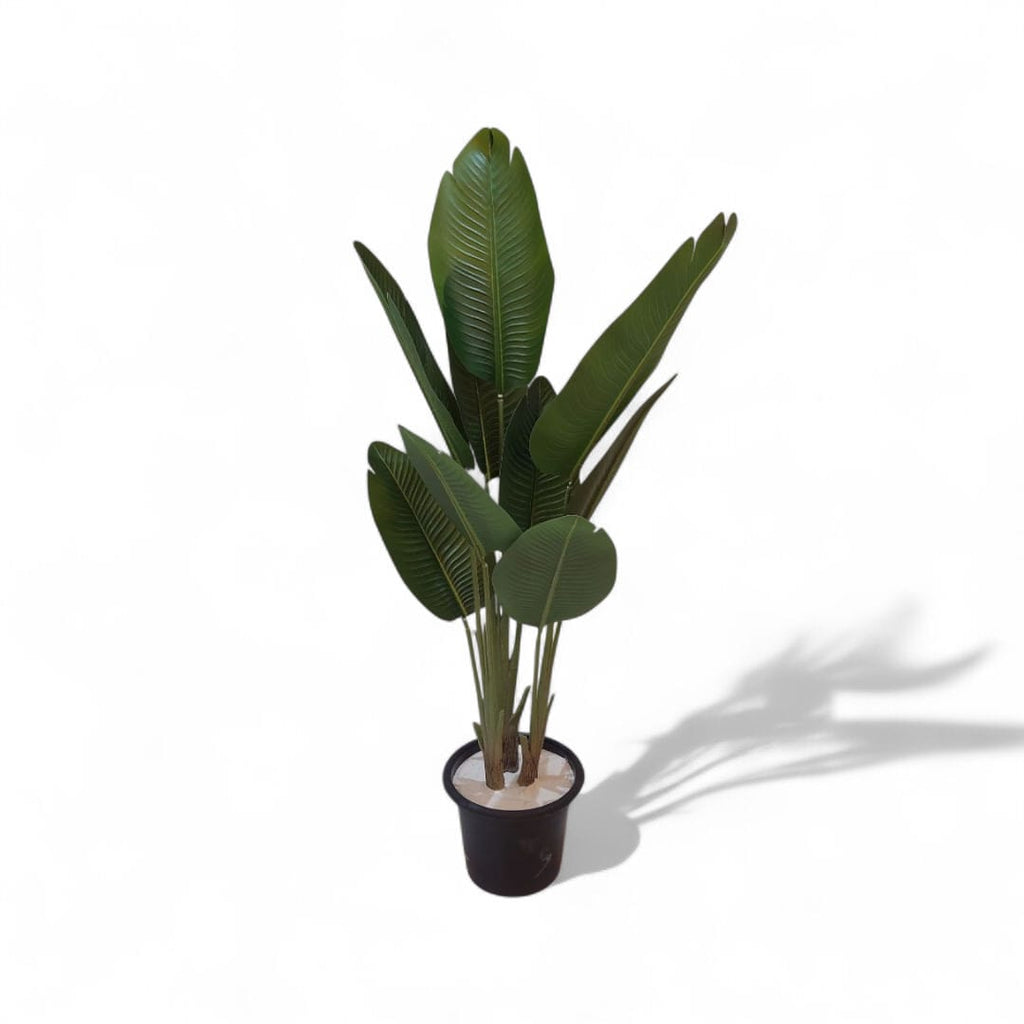 9-branch banana tree